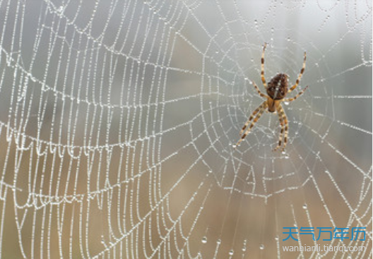 梦见蜘蛛和蜘蛛网是什么预兆（蜘蛛和蜘蛛网的梦预示着什么）